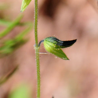 Salvia subincisa, Sawtooth Sage